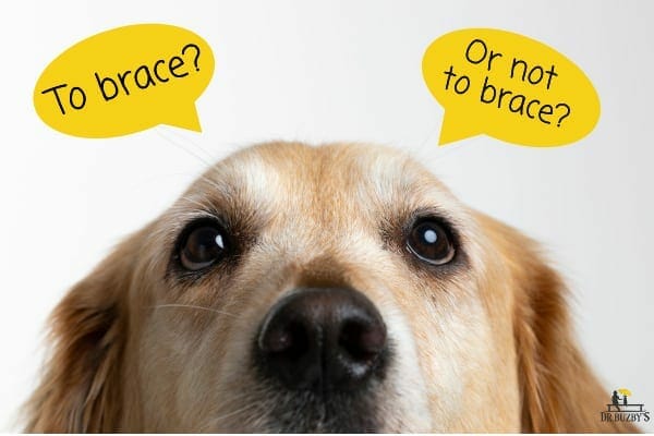 The Dog ACL Brace: 5 Surprising Answers