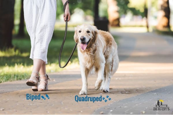 photo golden retriever and person walking with title biped and quadruped