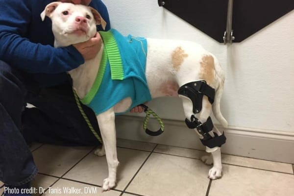 dog wearing a dog acl brace on back left leg