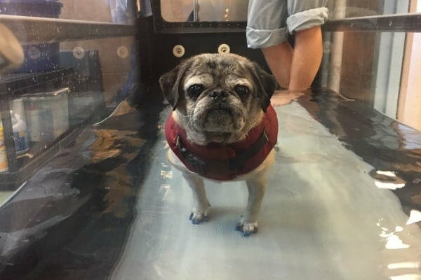 photo dog receiving rehabiliation as an alternative to a dog acl brace