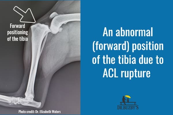 dog acl X-ray and title an abnormal forward position of the tibia due to ACL rupture
