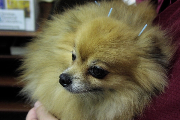 Dog receiving acupuncture treatment, photo