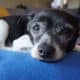 Small senior dog lying on blanket, photo