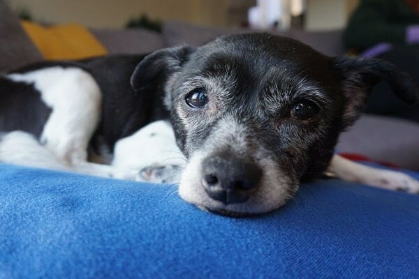 Senior dog lying with head on blue blanket, photo 