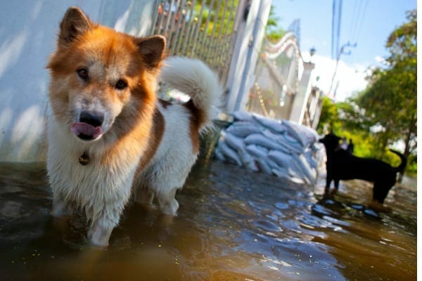 dogs in flood water