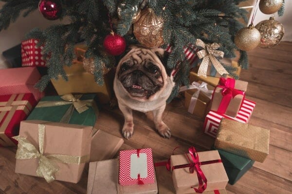 Pug sitting among Christmas presents, ribbons, glass ornaments which may be a holiday hazard for dogs, photo
