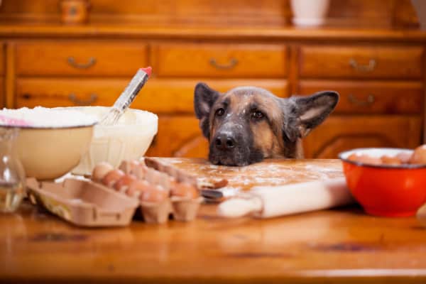 Dog looking at a table ofThanksgiving baking items of flour and eggs and bowl of unbaked bread dough, which is dangerous for dogs