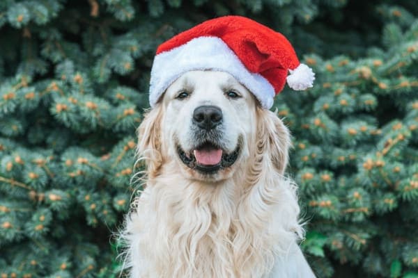 Older Golden Retriever dog wearing santa hat in front of everygreen tree, photo