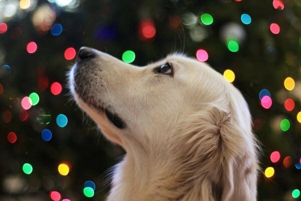 Dog's face in front of Christmas lights, photo