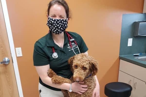 dog with vet who is wearing a hospital mask. photo. 