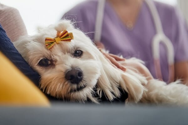 dog at veterinary appointment, photo