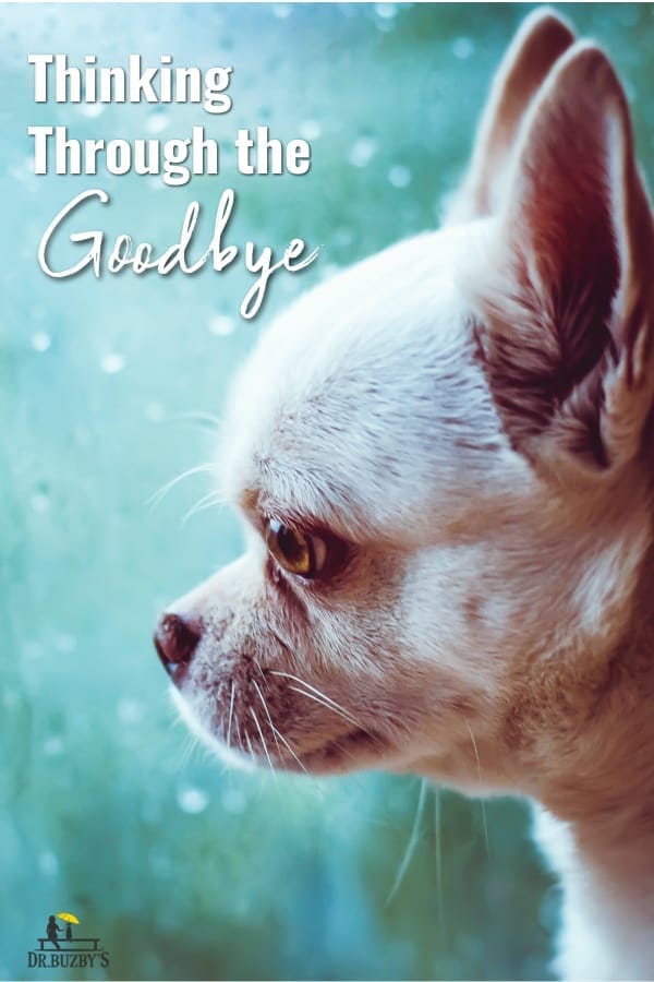 photo of old dog looking out window and title dog euthansia: thinking through the goodbye