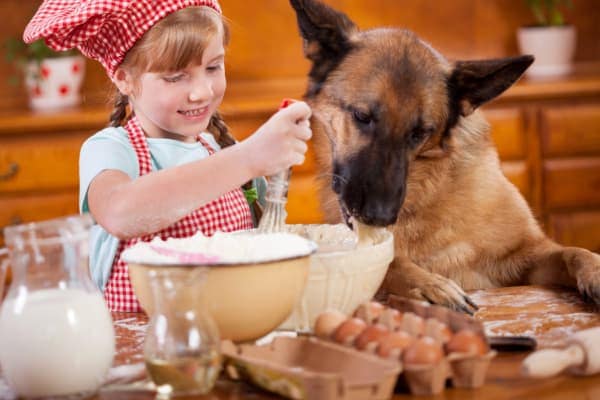 Child stirring while dog is licking from the bowl as an example of a potential holiday danger for dogs, photo