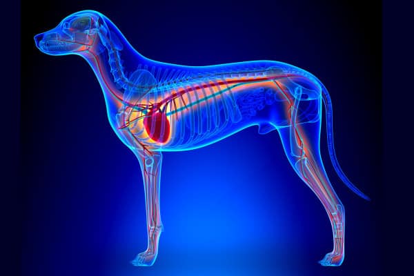 Home remedies to get rid of heartworms 2024 in dogs