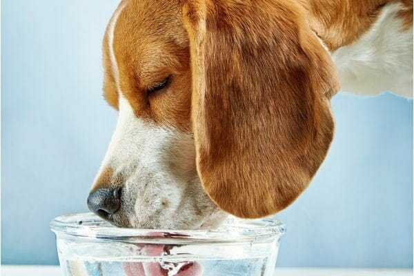 dog drinking water, photo