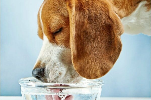 dog with Cushing's disease drinking water