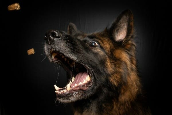 dog catching treat in mouth. photo. 