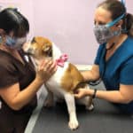 Veterinary Telemedicine: COVID-19 Ushers in a New Era for Dog Care