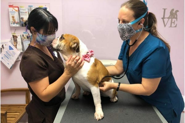 vets examining a dog while it gives them a kiss. photo.