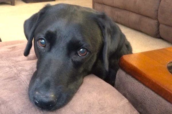 older black lab diagnosed with hemangiosarcoma in dogs looking sad, photo