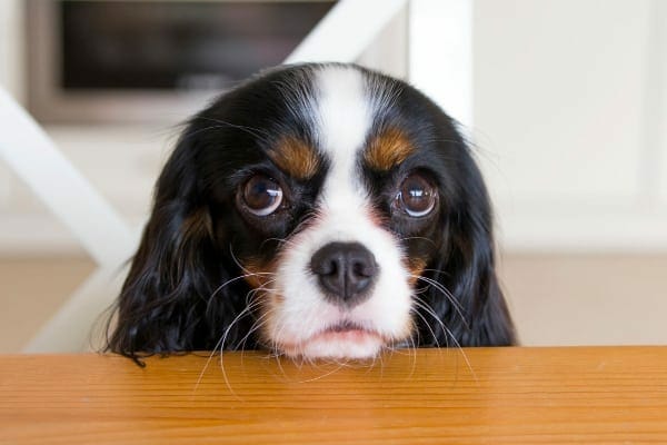 Dog with puppy dog eyes