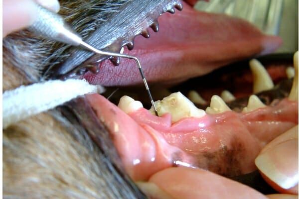 Close up of a dog's mouth with broken teeth, photo