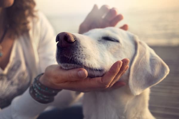 Happy Labrador Retriever dog's face cradled in dog owner's hands, photo