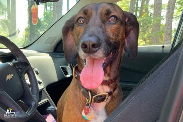 photo dog with collar and id tag ready for hurricane evacuation 