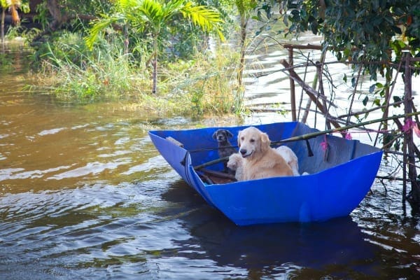 photo dogs floating in a boat in flooded area