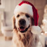 10 Holiday Dangers for Dogs