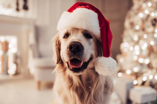 Golden Retriever wearing Santa hat sitting in front of Christmas tree