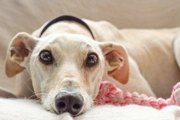 old dog with ears tilted down as if in pain 