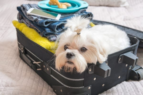 Small, white dog sitting inside packed suitcase, photo