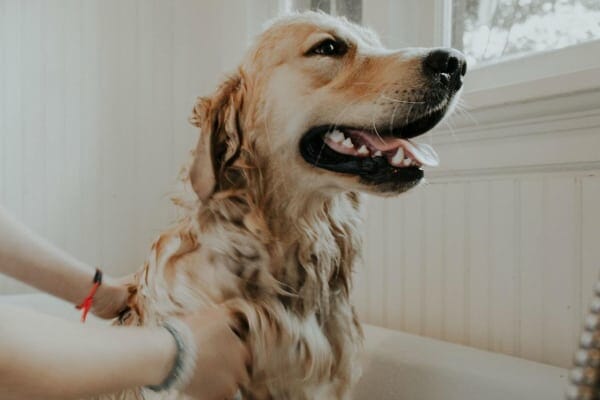 Golden Retriever fare il bagno nella vasca da bagno, foto