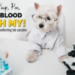 7 Tips for Improving Your Dog's Lab Tests: Poop, Pee, and Blood, Oh My!