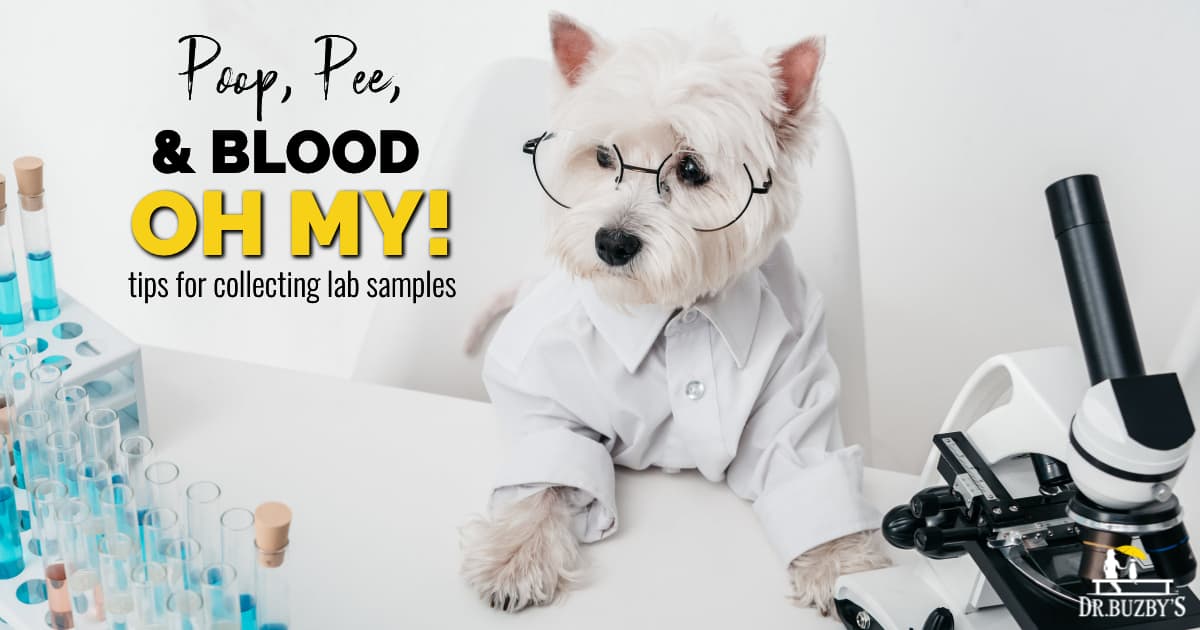 dog lab tests fb photo