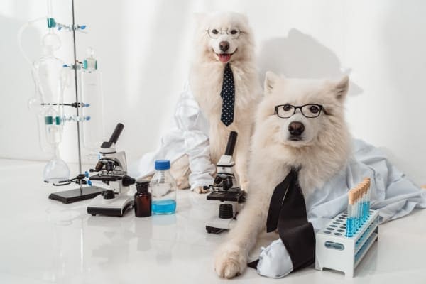 two dogs wearing glasses with test tubes and microscopes as if studying dog poop samples and dog urine samples