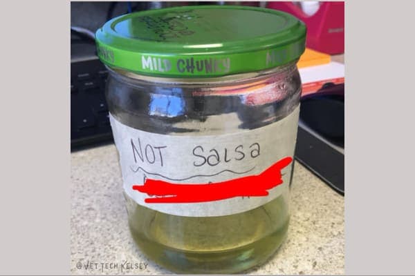 dog urine collected in a salsa jar 