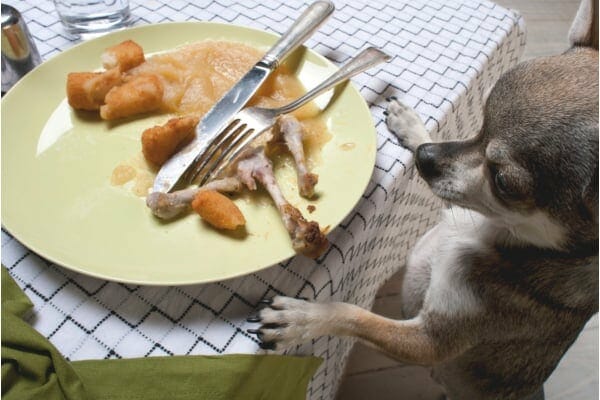 Small dog looking at Thanksgiving plate with chicken bones