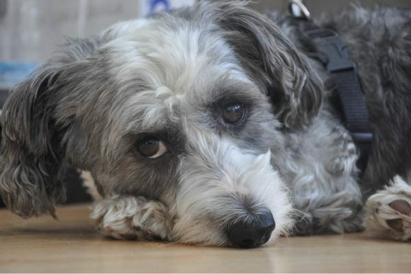 Dog lying down with a sad, painful expression, photo