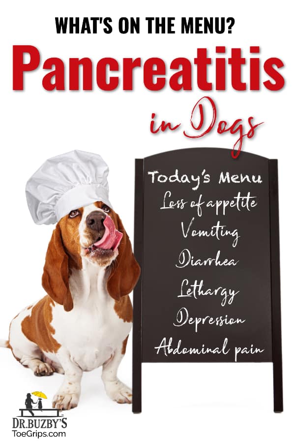 Pancreatitis in Dogs Do You Know the Signs Risk Factors Dr