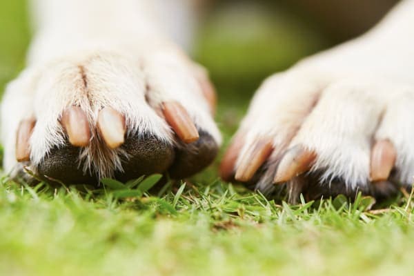 close-up of dog toenails with good dog nail care