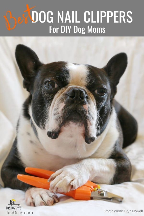 What Are the Best Dog Nail Clippers? - Whole Dog Journal