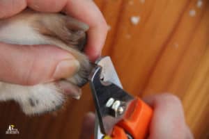 Best Dog Nail Clippers for 