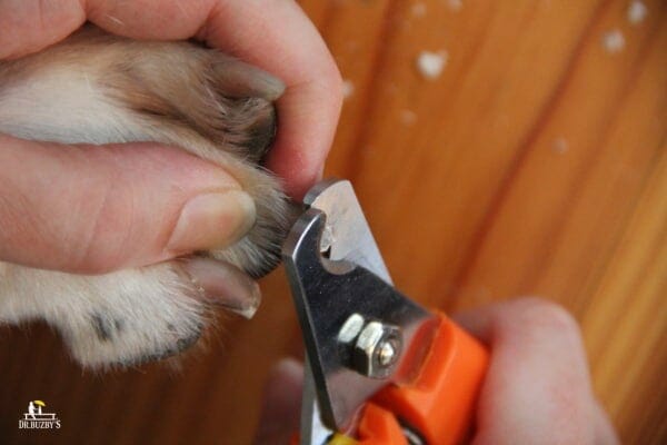 photo hands holding dog paw and trimming dog nails with dog nail clippers 