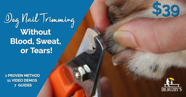 dog paws and dog nail clippers and title dog nail trimming without blood sweat or tears. photo. 