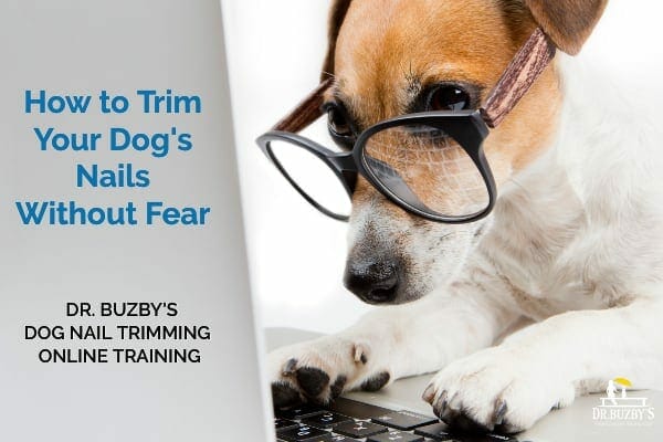 photo dog looking at computer and title how to trim your dog's nails without fear