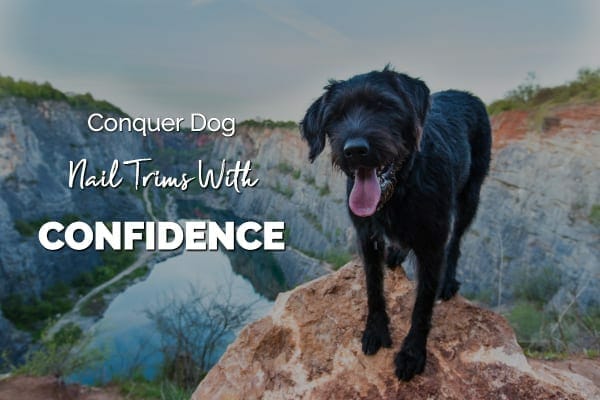 dog on rock and title conquer dog nail trims with confidence