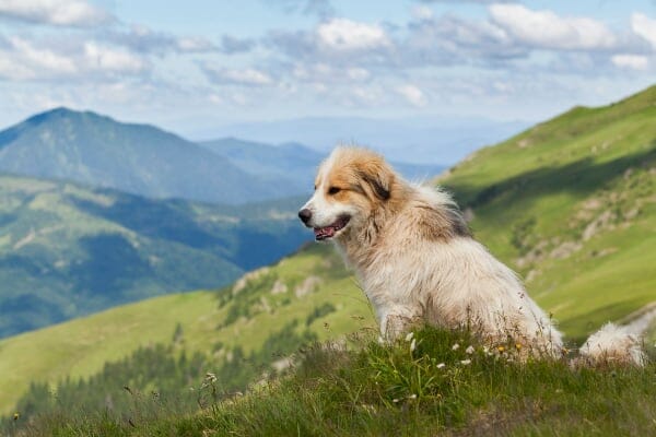 senior dog sitting on grassy New Zealand landscape, photo