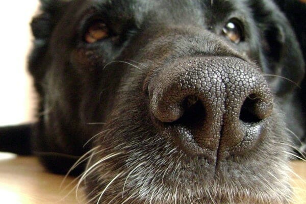photo of a dog's nose